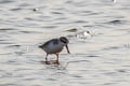 Spoon-billed Sandpiper Calidris pygmaea