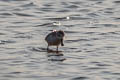 Spoon-billed Sandpiper Calidris pygmaea