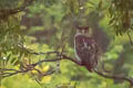 Spot-bellied Eagle-Owl Ketupa nipalensis nipalensis