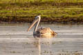 Spot-billed Pelican Pelecanus philippensis