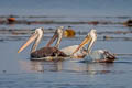 Spot-billed Pelican Pelecanus philippensis