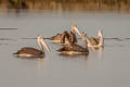 Spot-billed Pelican Pelecanus philippensis