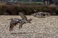 Spot-billed Pelican Pelecanus philippensis