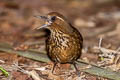 Spot-breasted Laughingthrush Garrulax merulinus laoensis