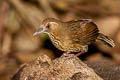 Spot-breasted Laughingthrush Garrulax merulinus laoensis