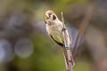 Spot-breasted Parrotbill Paradoxornis guttaticollis