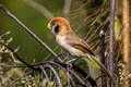 Spot-breasted Parrotbill Paradoxornis guttaticollis