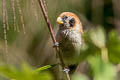 Spot-breasted Parrotbill Paradoxornis guttaticollis