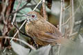 Spot-throated Babbler Pellorneum albiventre cinnamomeum