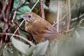 Spot-throated Babbler Pellorneum albiventre cinnamomeum