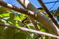 Spot-winged Grosbeak