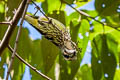 Spot-winged Grosbeak