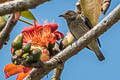 Spot-winged Starling Saroglossa spilopterus