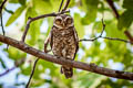 Spotted Owlet Athene brama mayri