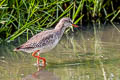 Spotted Redshank Tringa erythropus