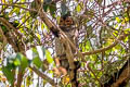 Spotted Wood Owl Strix selaputo selaputo