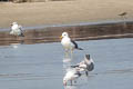 Steppe Gull Larus fuscus barabensis