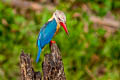 Stork-billed Kingfisher Pelargopsis capensis burmanica