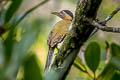 Streak-breasted Woodpecker Picus viridanus