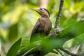 Streak-breasted Woodpecker Picus viridanus