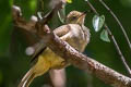 Streak-eared Bulbul Pycnonotus conradi