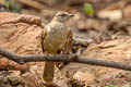 Streak-eared Bulbul Pycnonotus conradi