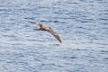 Streaked Shearwater Calonectris leucomelas