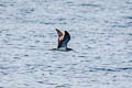 Streaked Shearwater Calonectris leucomelas