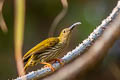 Streaked Spiderhunter Arachnothera magna musarum