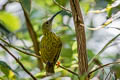 Streaked Spiderhunter Arachnothera magna musarum