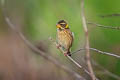 Streaked Weaver Ploceus manyar williamsoni