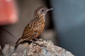 Streaked Wren-Babbler Gypsophila brevicaudata brevicaudata 