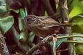 Streaked Wren-Babbler Gypsophila brevicaudata leucostictus