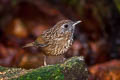 Streaked Wren-Babbler Gypsophila brevicaudata brevicaudata 