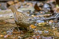 Streaked Wren-Babbler Gypsophila brevicaudata brevicaudata 