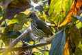 Striated Bulbul Alcurus striatus paulus