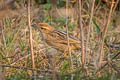 Striated Grassbird Megalurus palustris toklao