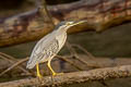 Striated Heron Butorides striata javanica