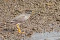 Striated Heron Butorides striata javanica