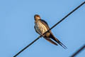 Striated Swallow Cecropis daurica ssp.