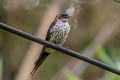 Striated Swallow Cecropis daurica stanfordi