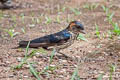 Striated Swallow Cecropis daurica stanfordi