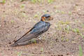 Striated Swallow Cecropis daurica stanfordi