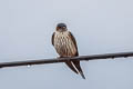 Striated Swallow Cecropis daurica ssp.