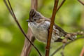 Striated Yuhina Staphida castaniceps striata