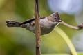 Striated Yuhina Staphida castaniceps striata