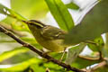 Sulphur-breasted Warbler Phylloscopus ricketti