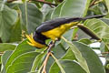 Sultan Tit Melanochlora sultanea flavocristata