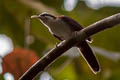 Sunda Scimitar Babbler Pomatorhinus bornensis occidentalis