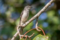 Swinhoe's Minivet Pericrocotus cantonensis (Brown-rumped Minivet)